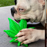 Maple Leaf-Dog Toy-Rover Pet Products